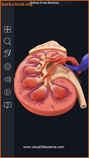 Kidney Anatomy screenshot