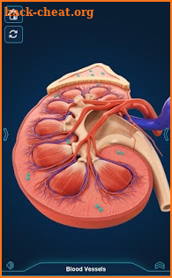 Kidney Anatomy Pro. screenshot