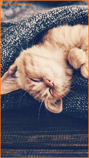 Kitten Wallpaper - Cute Cat Wallpapers screenshot
