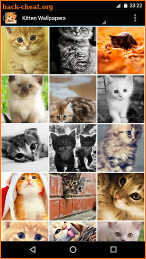 Kitten Wallpapers screenshot
