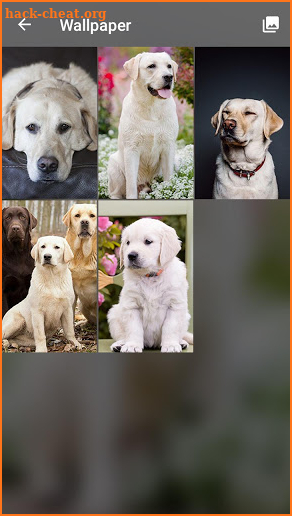 Labrador Retriever Dog PIN Security Pattern Locker screenshot