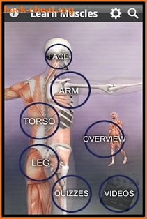 Learn Muscles: Anatomy screenshot