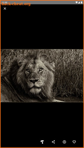 Lions Wallpaper screenshot