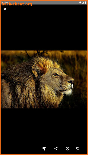 Lions Wallpaper screenshot
