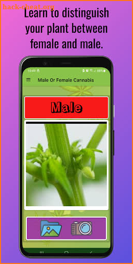 Male or Female cannabis? screenshot