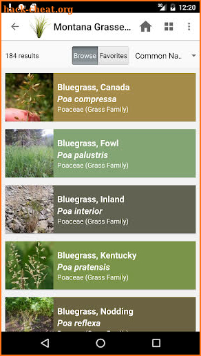 Montana Grasses screenshot
