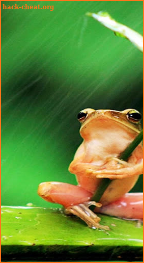 Morning Frog screenshot