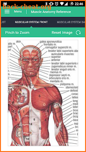 Muscle Anatomy Reference Guide screenshot