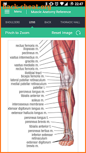 Muscle Anatomy Reference Guide screenshot
