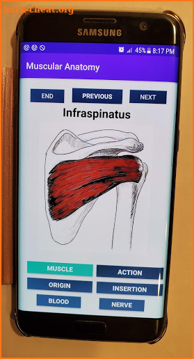 Muscular Anatomy Study Cards screenshot