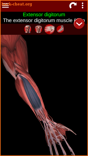 Muscular System 3D (anatomy) screenshot