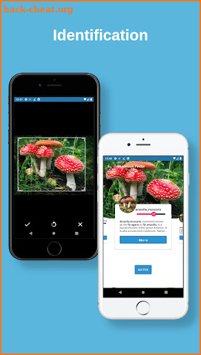 Mushroom Finder:  identification, wallpaper screenshot