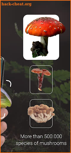 Mushroom Identifier - Picture Mushroom screenshot