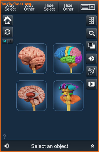 My Brain Anatomy screenshot