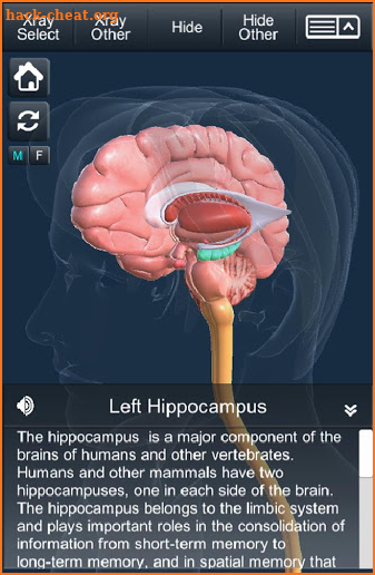 My Brain Anatomy screenshot