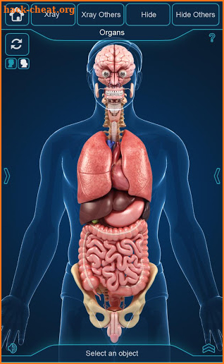 My Organs Anatomy screenshot