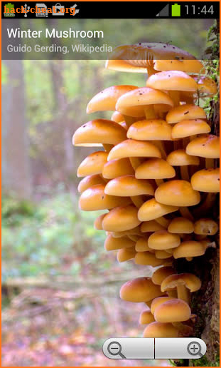 Myco pro - Mushroom Guide screenshot