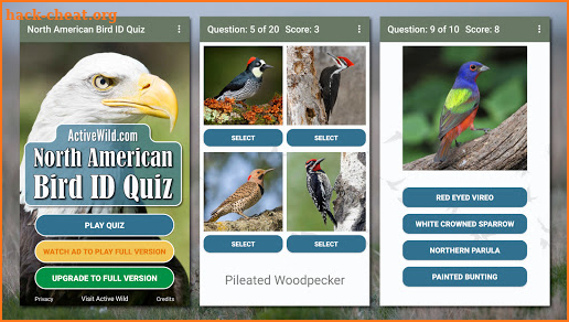 North American Bird ID Quiz screenshot