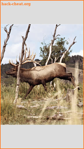 North American Elk screenshot