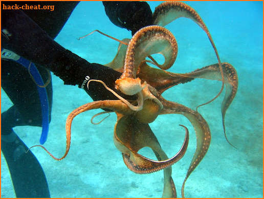 Octopuses Basic Infos screenshot