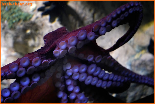 Octopuses Basic Infos screenshot