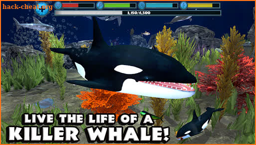 Orca Simulator screenshot
