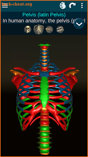 Osseous System in 3D (Anatomy) screenshot