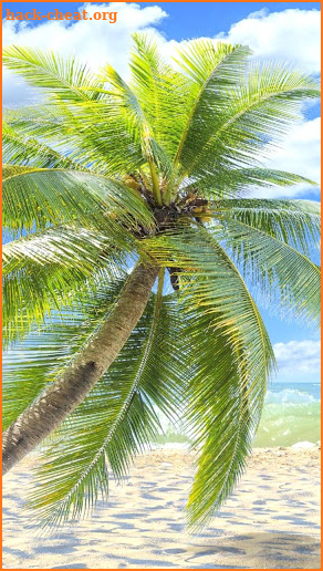 palm Tree wallpaper screenshot