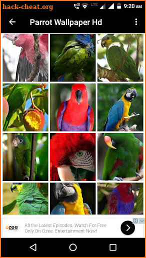 Parrot Wallpaper Hd screenshot