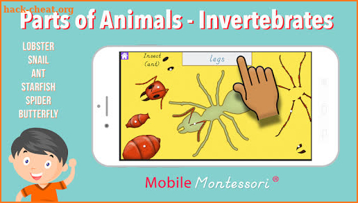 Parts of Animals Invertebrates -Montessori Zoology screenshot