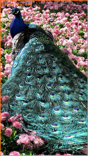 Peacock Wallpaper screenshot