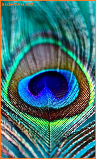 Peacock Wallpaper screenshot
