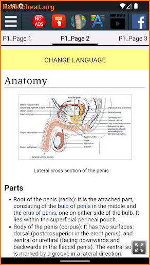 Penis Anatomy screenshot