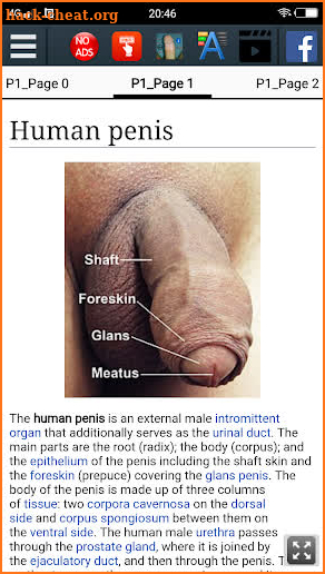 Penis Anatomy Encyclopedia screenshot