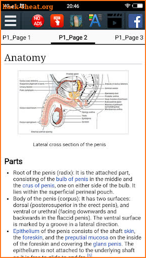 Penis Anatomy Encyclopedia screenshot