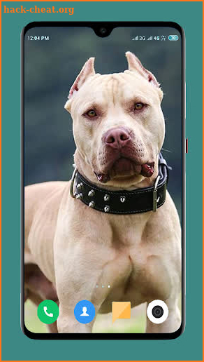 Pitbull Dog Wallpaper 4K screenshot