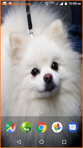 Pomeranian Dog Wallpapers HD screenshot