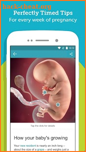 Pregnancy Tracker & Baby Development Countdown screenshot