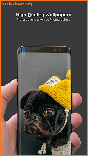 Pug Wallpapers 4K Pro Pug Backgrounds screenshot