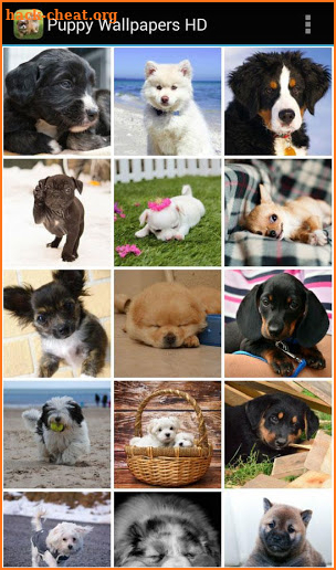 Puppy Wallpapers HD screenshot