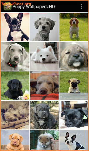 Puppy Wallpapers HD screenshot
