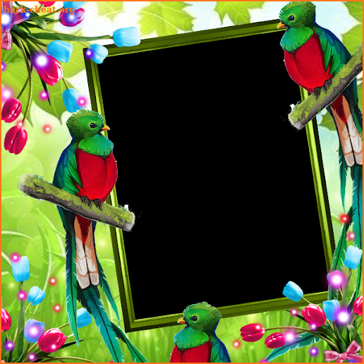 Quetzal Insta DP screenshot