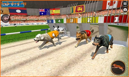 Real Dog Racing Tournament screenshot