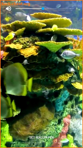 Real Fish Live Video Wallpaper screenshot