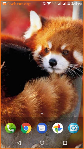 Red Panda Wallpaper screenshot