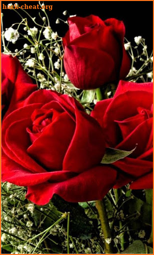 Red Roses Love live wallpaper screenshot