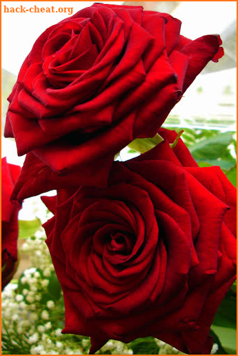 Rosas Rojas Bonitas y Naturales en HD Gratis screenshot