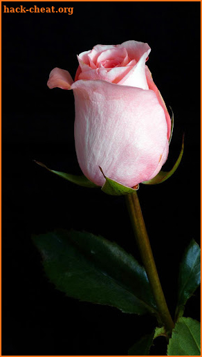 Roses & flowers live wallpaper screenshot