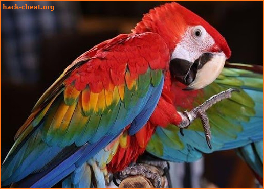 Scarlet Macaw Pictures screenshot