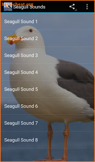 Seagull Sounds screenshot